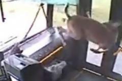 ΑΠΙΣΤΕΥΤΟ VIDEO: Λεωφορείο συγκρούστηκε με ελάφι που πέρασε μέσα από το
παρμπρίζ