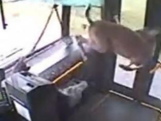 Φωτογραφία για ΑΠΙΣΤΕΥΤΟ VIDEO: Λεωφορείο συγκρούστηκε με ελάφι που πέρασε μέσα από το
παρμπρίζ