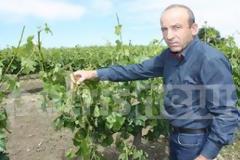 Hλεία: Χαλάζι «τσάκισε» αμπέλια και ελιές!