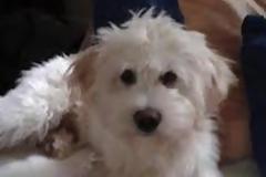 Βρέθηκε σκυλάκι, μήπως ανήκει σ' εσας;