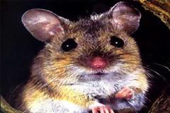 “Η συνέλευση των ποντικών” και η απεργία των καθηγητών [video]