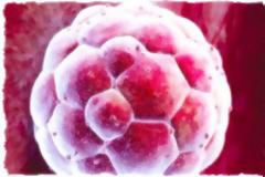 Ανθρώπινα κλωνοποιημένα έμβρυα