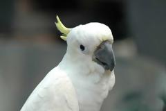 Ο παπαγάλος που «τα δίνει όλα» στους ρυθμούς του Gangnam Style!