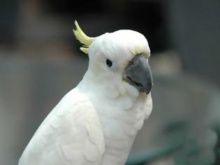 Φωτογραφία για Ο παπαγάλος που «τα δίνει όλα» στους ρυθμούς του Gangnam Style!