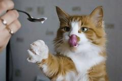 Μια γάτα που λατρεύει... το παγωτό χωνάκι! [video]