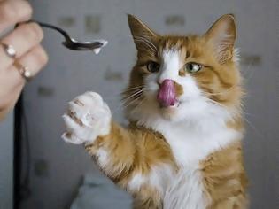 Φωτογραφία για Μια γάτα που λατρεύει... το παγωτό χωνάκι! [video]