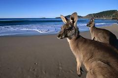 Αυστραλία: Καγκουρό επιτέθηκε σε… πολιτικό!