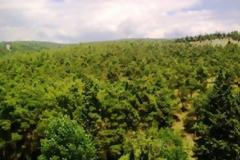 Αγώνας παρατήρησης πουλιών στο Σέιχ Σου