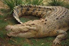 Οι αλιγάτορες θα εξαφανίσουν τους... οδοντιάτρους