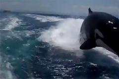 VIDEO: Όρκες κυνηγούν ταχύπλοο και φτάνουν σε απόσταση αναπνοής