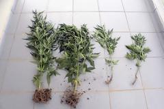 Το θερμοκήπιο στα Τρίκαλα αντί για ραπανάκια.. είχε δενδρύλια χασίς