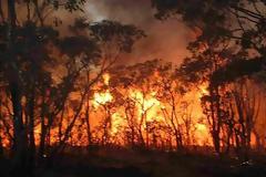Τριφυλία: 10 χρόνια στον 33χρονο ταξιτζή που έβαζε φωτιές!