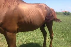 Λέσβος: Ευνούχισε μόνος του το άλογο του ενώ δεν είναι κτηνίατρος!