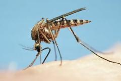 Tρόποι για να ξεφορτωθούμε τα κουνούπια πριν καν εμφανιστούν