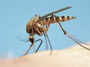 Φωτογραφία για Tρόποι για να ξεφορτωθούμε τα κουνούπια πριν καν εμφανιστούν