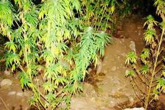 Bόλος: Eίχε φυτέψει δενδρύλλια χασίς στο εξοχικό του