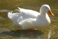 Μια πάπια «έσωσε» ύποπτο σε αστυνομική καταδίωξη! [video]