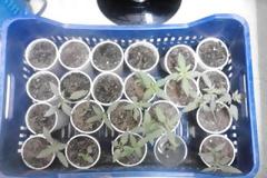 Νεοχώρι Αιτωλοακαρνανίας: 49χρονος έφτιαχνε...κήπο από χασις