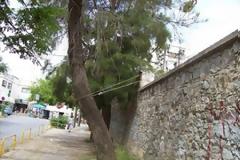 Απίστευτο και όμως αληθινό! Έδεσαν το δένδρο για να μην πέσει στη Μυτιλήνη