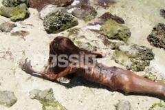 Οι γοργόνες ζουν...δείτε το σοκαριστικό video