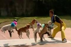 VIDEO: Σκυλιά σπάνε το παγκόσμιο ρεκόρ στο σχοινάκι!