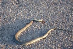 Πύργος: Φίδι βγήκε... για ψώνια στην Eρμού!