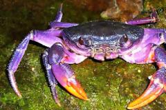 Υπέροχα… μοβ καβούρια!