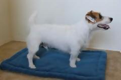 Τρελό γέλιο: Σκύλος κάνει... aerobic! [video]