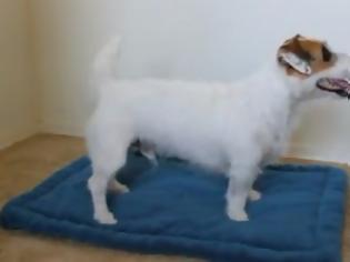 Φωτογραφία για Τρελό γέλιο: Σκύλος κάνει... aerobic! [video]