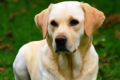 Αδέσποτοι σκύλοι έσωσαν από πνιγμό τουρίστα