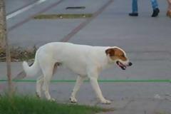 Πεινασμένα σκυλιά έτοιμα να επιτεθούν περιφέρονται σε όλη την Μυτιλήνη