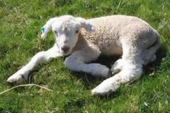 Τα Ηπειρώτικα αρνιά τώρα και στη Λιβύη!