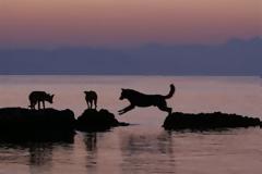 Αδέσποτοι σκύλοι έσωσαν τουρίστα από πνιγμό!