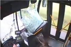 Ελάφι εισέβαλε σε λεωφορείο από το παρμπρίζ