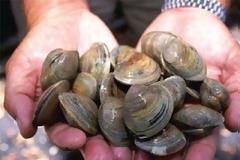 Ψάρευε παράνομα όστρακα