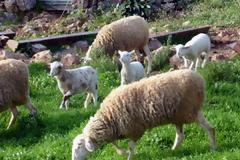 Στη Λιβύη θα τρώνε πεντανόστιμα αρνιά και κατσίκια από την Ήπειρο!