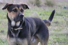 Αυτός είναι ο σκύλος που δάγκωσε τον βουλευτή στην Πάρο