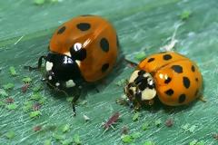 Πασχαλίτσα – εισβολέας εξοντώνει τα υπόλοιπα έντομα με βιολογικό όπλο