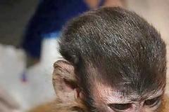 ΣΥΓΚΛΟΝΙΣΤΙΚΗ ΕΙΚΟΝΑ: Ποιός είπε πως τα ζώα δεν έχουν αισθήματα;;