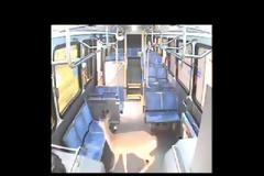 Απίστευτο βίντεο! Ελάφι μπαίνει σε λεωφορείο από το παρμπρίζ! [Video]