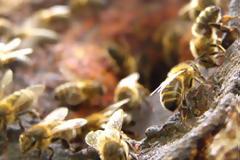 Κροατικές μέλισσες ανιχνεύουν... νάρκες