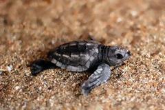 Η πρώτη φωλιά καρέττα-καρέττα του 2013 στη Ζάκυνθο