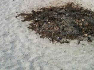 Φωτογραφία για Απαράδεκτο! Έκαψαν σκουπίδια στο κέντρο παραλίας στη Χερσόνησο - Δείτε τις εικόνες