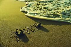 Η πρώτη φωλιά καρέτα καρέτα για το 2013 στον Γέρακα Ζακύνθου