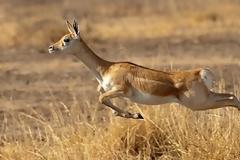 Αντιλόπες κάνουν... μπαλέτο! [video]