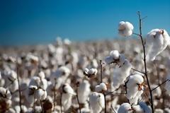 Mειώνεται περαιτέρω η εγχώρια παραγωγή βάμβακος