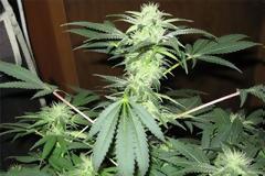 Σέρρες: Είχε έφεση στην καλλιέργεια κάνναβης