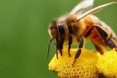 Εκπαιδευμένες μέλισσες εντοπίζουν εκρηκτικά