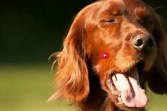 Όταν τα ζώα φτερνίζονται [Video]