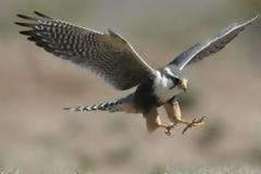 Καταδικασμένα σε αφανισμό 140 είδη της ελληνικής πανίδας